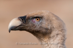 Eurasian Griffon Vulture (Gyps fulvus)