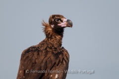 Eurasian Black Vulture (Aegypius monachus)