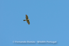 Goshawk (Accipiter nisus)