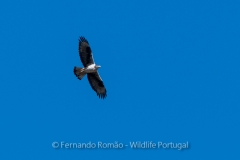 Bonelii's Eagle (Aquila fasciata)