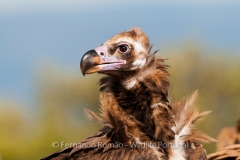 Eurasian Black Vulture (Aegypius monachus)