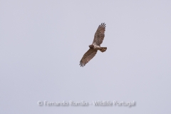 Short-toed Eagle (Circaetus gallicus)