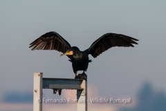 Great Cormorant (Phalacrocorax carbo)