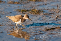 Common Sandpiper (Actitis hypoleucos)