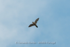 Peregrine Falcon (Falco peregrinus)