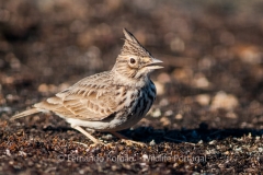 Thekla Lark (Galerida theklae)