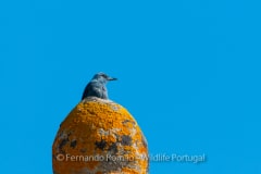 Blue Rock Thrush (Monticola solitarius)