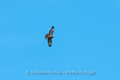 European Honey Buzzard (Pernis apivorus)