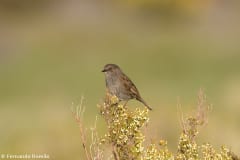 Dunnoc (Prunella modularis)