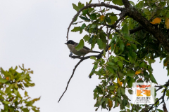 Orphean Warbler (Curruca hortensis)