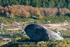 Erratic block