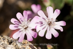 Silene foetida foetida