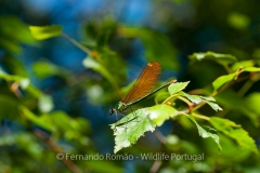 Beautiful Demoiselle (Calopteryx virgo)