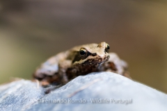 Iberian Frog (Rana iberica)