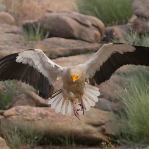 Nature Tours & Wildlife Photography