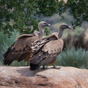 Nature Tours & Wildlife Photography