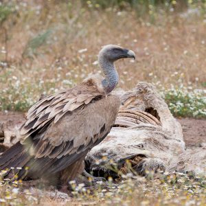 Nature Tours & Wildlife Photography