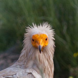 Nature Tours & Wildlife Photography