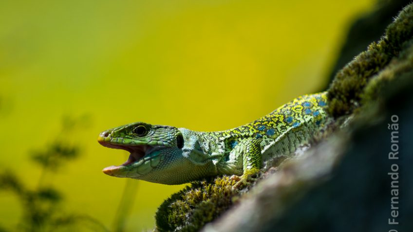 Occelated Lizard