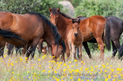 Garrano horses Faia Brava Reserve