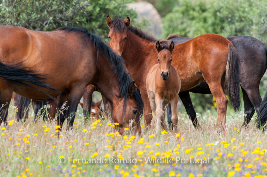 Garrano horses