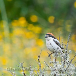 Woodchat Shrike