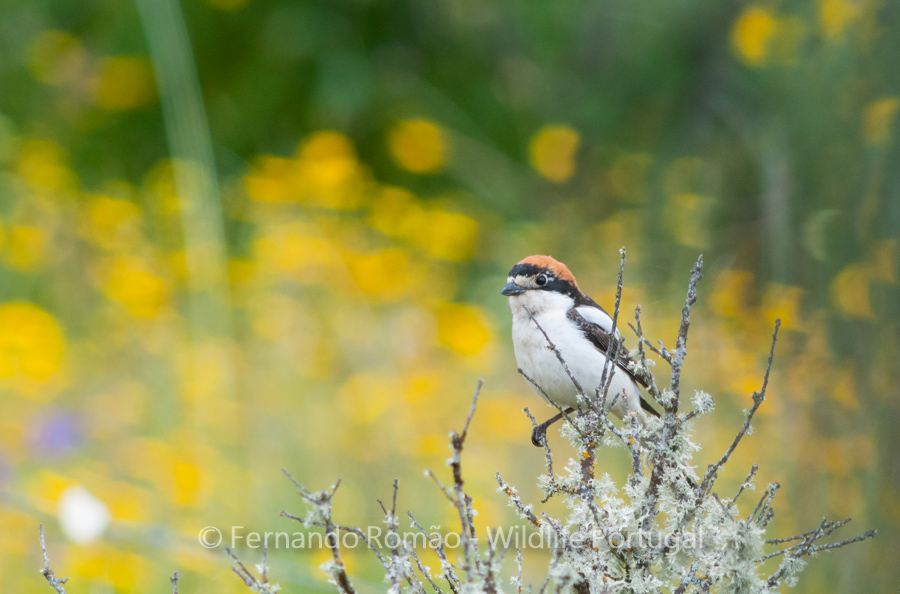 Woodchat Shrike