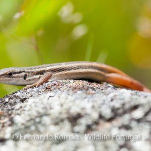 Nature Tours & Wildlife Photography