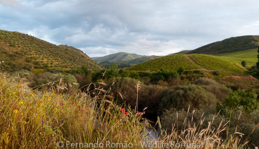 Nature, Photography and Tourism