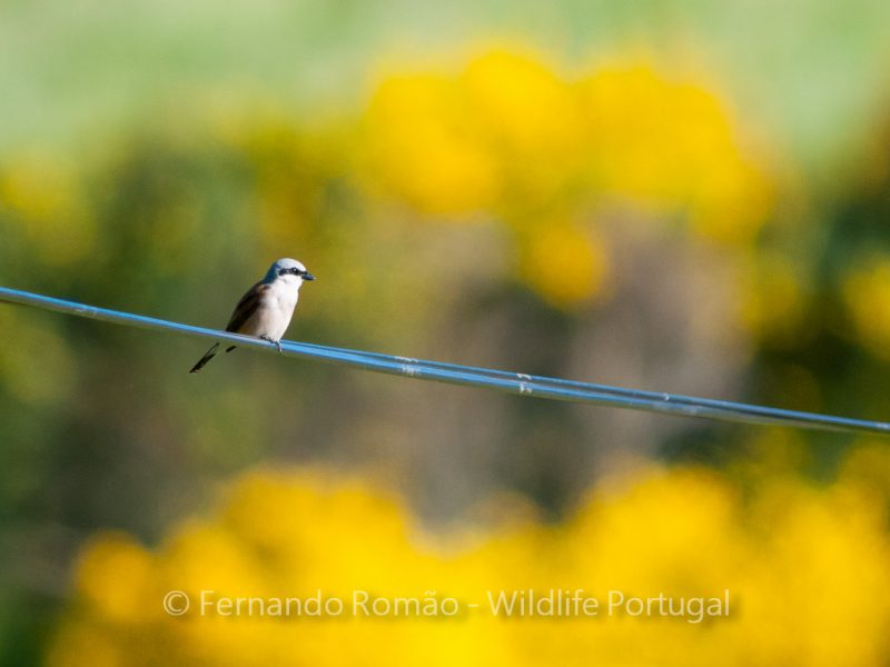 Picanço-de-dorso-ruivo na Serra da Estrela