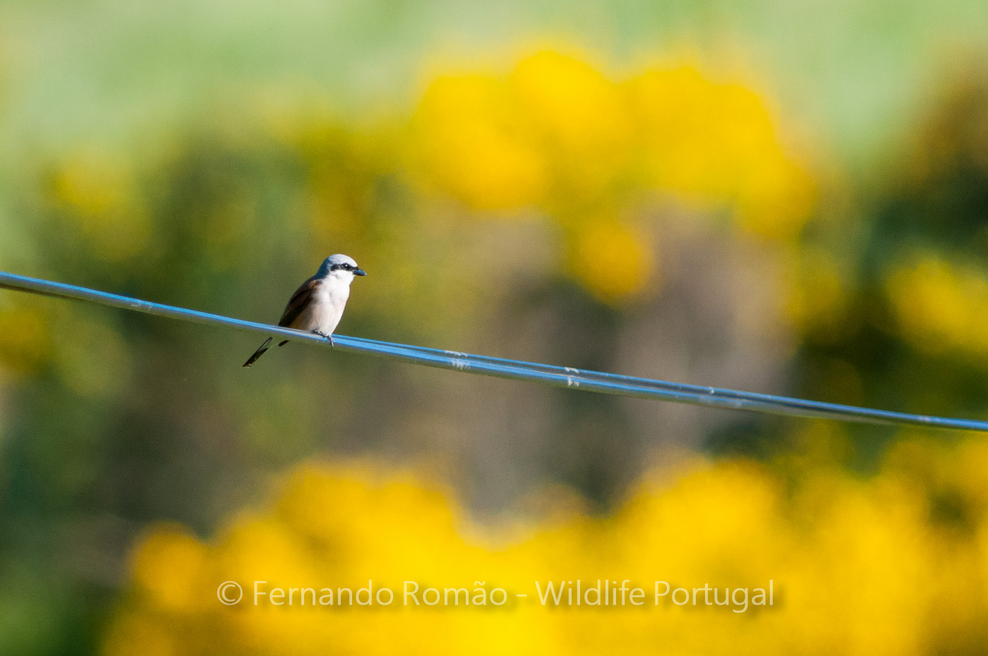Nature, Photography and Tourism