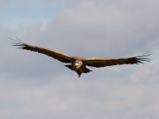Nature Tours & Wildlife Photography