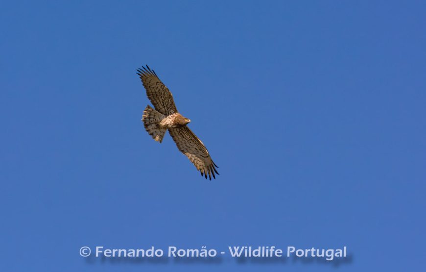 Rewilding areas of the Greater Côa Valley