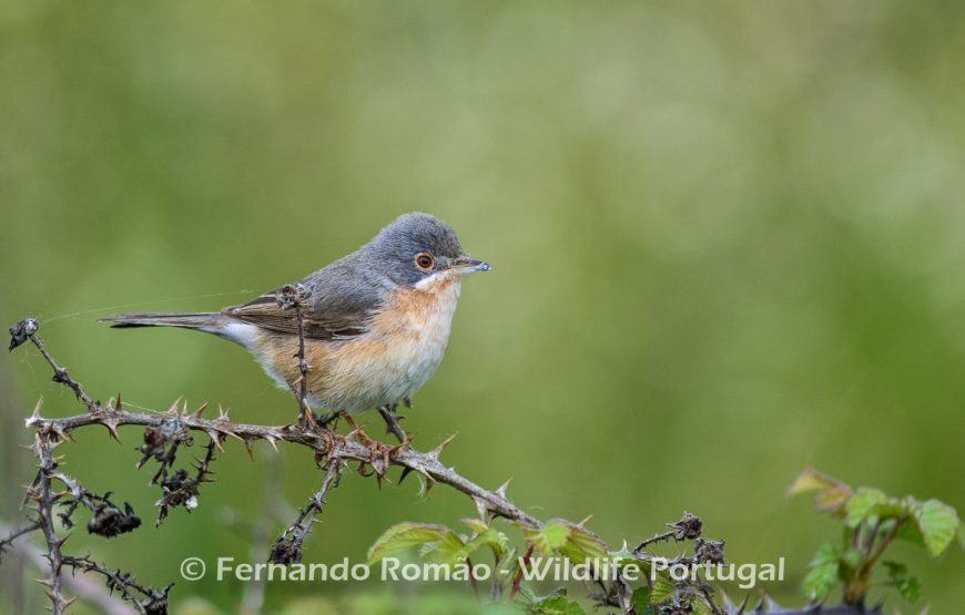 Safari Experience in the Greater Côa Valley