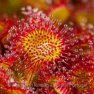 Drosera rotundifolia