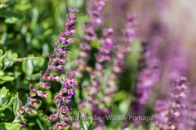 Teucrium salviastrum