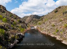 Côa River