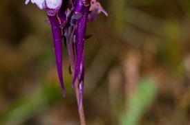 Linaria amethystea