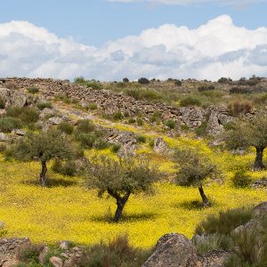 Olive groves