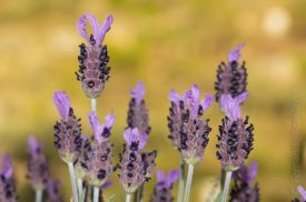 Lavender (Lavandula pendunculata