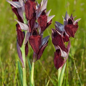 Orchid (Serapias cordigera)