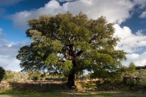 500 years old Cork Oak 500 years old Cork Oak