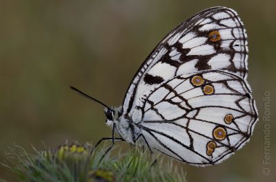 Spanish Marbled White Faia Brava Reserve
