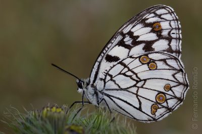 Spanish Marbled White