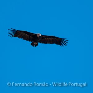 Black Vulture (Aegypius monachus)