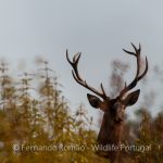 Male Red Deer (Cervus elaphus)