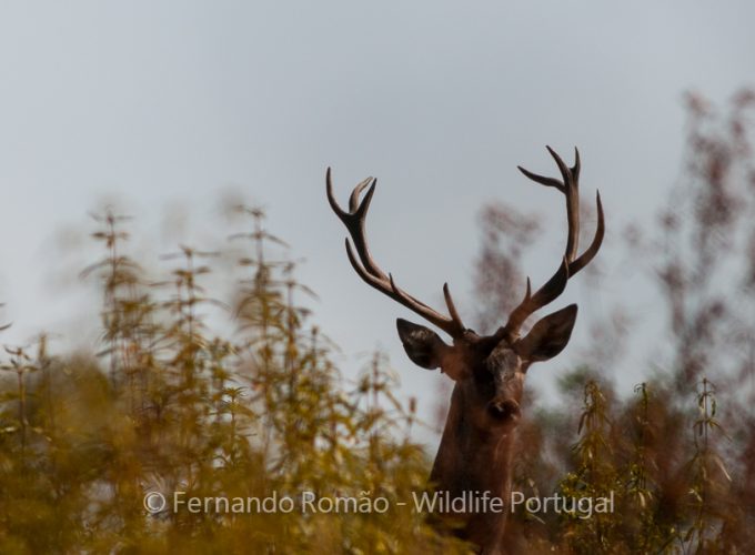 Red Deer (Cervus elaphus)