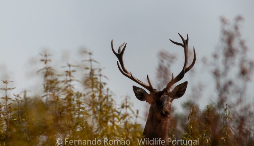 Male Red Deer (Cervus elaphus)