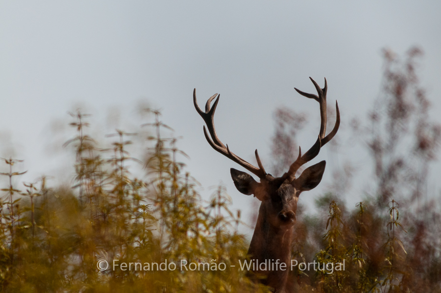 Male Red Deer (Cervus elaphus)