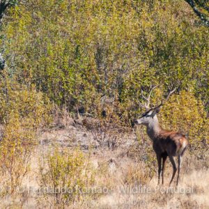 Red Deer (Cervus elaphus)